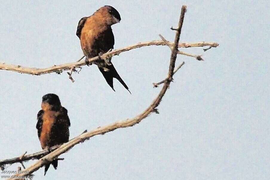 Sri Lanka Swallowadult, identification