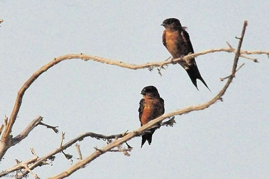 Sri Lanka Swallowadult, habitat, pigmentation