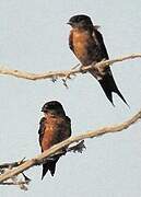 Sri Lanka Swallow