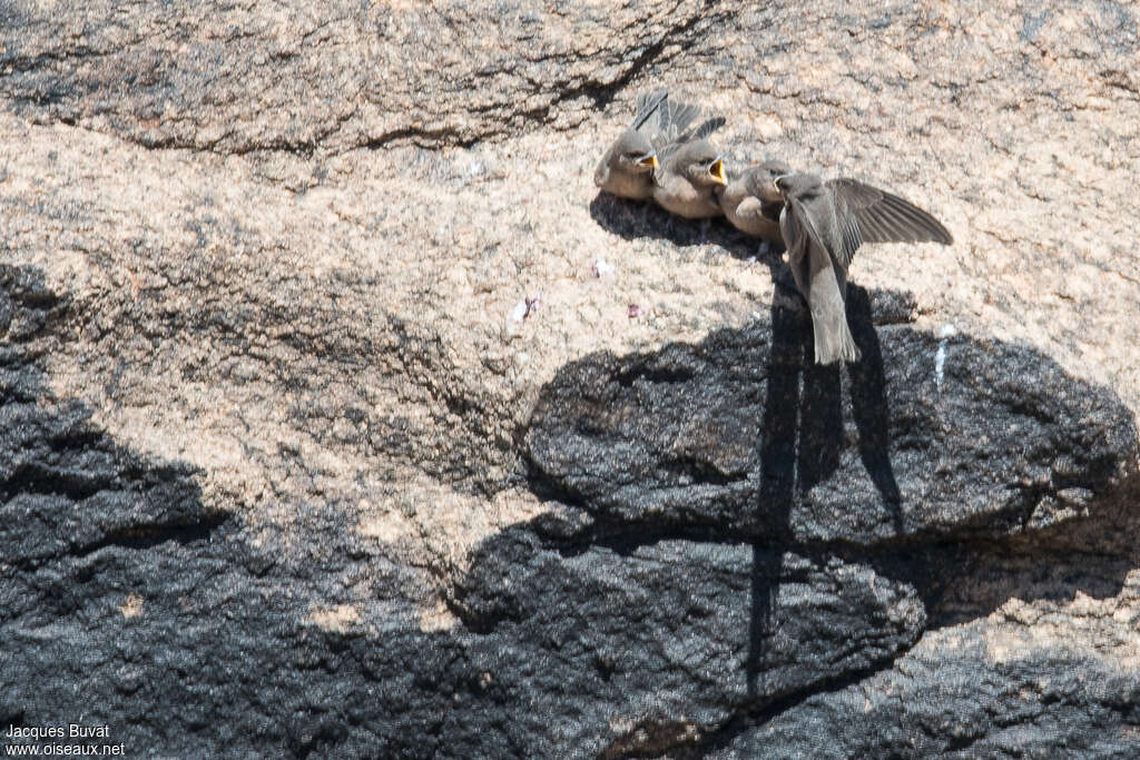 Hirondelle isabelline, habitat, pigmentation, mange, Nidification