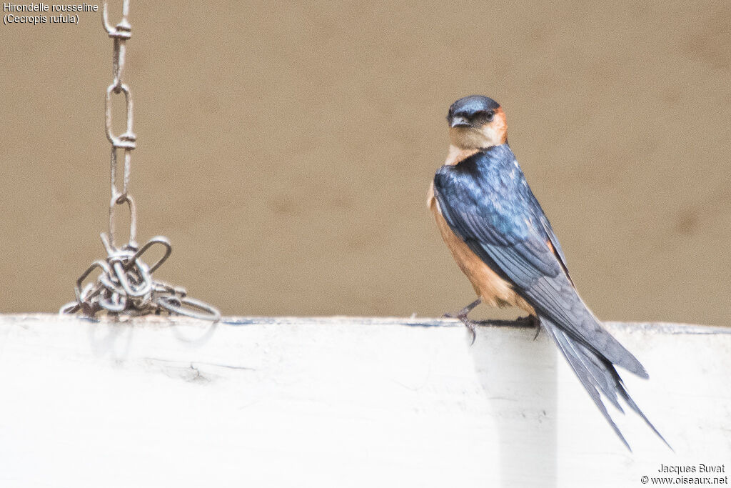 Hirondelle rousselineadulte, identification