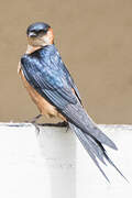 Red-rumped Swallow