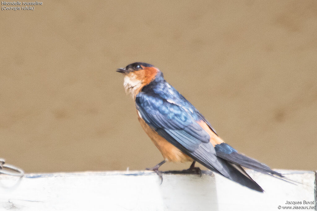 Hirondelle rousselineadulte, identification