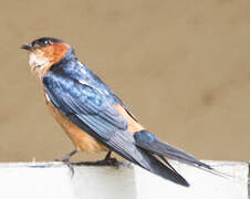 Red-rumped Swallow