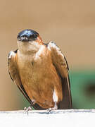 Red-rumped Swallow