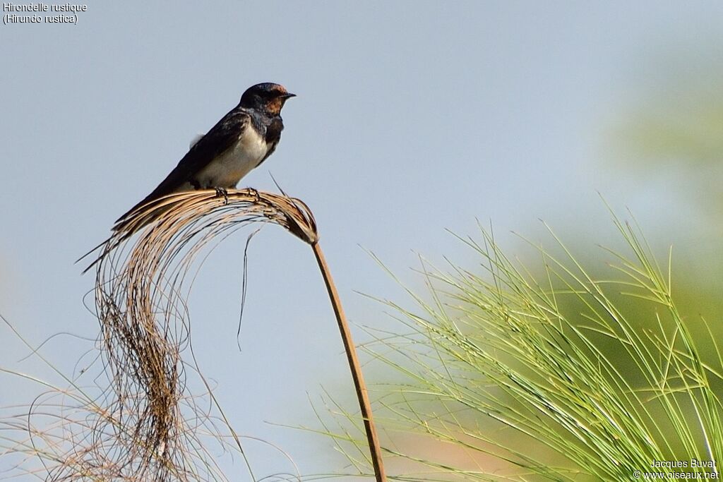 Barn Swallowadult