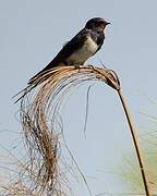 Barn Swallow