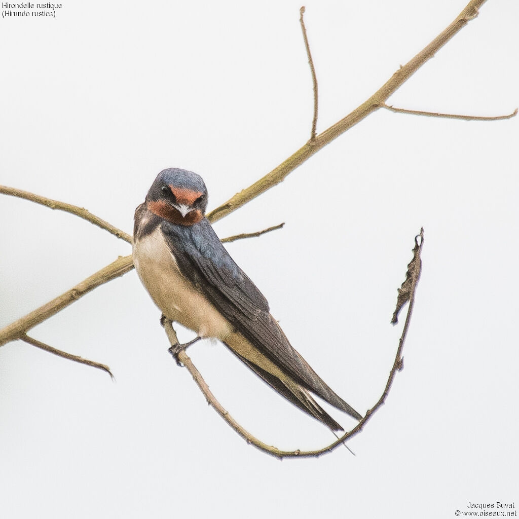 Hirondelle rustiqueadulte, identification, portrait, composition, pigmentation