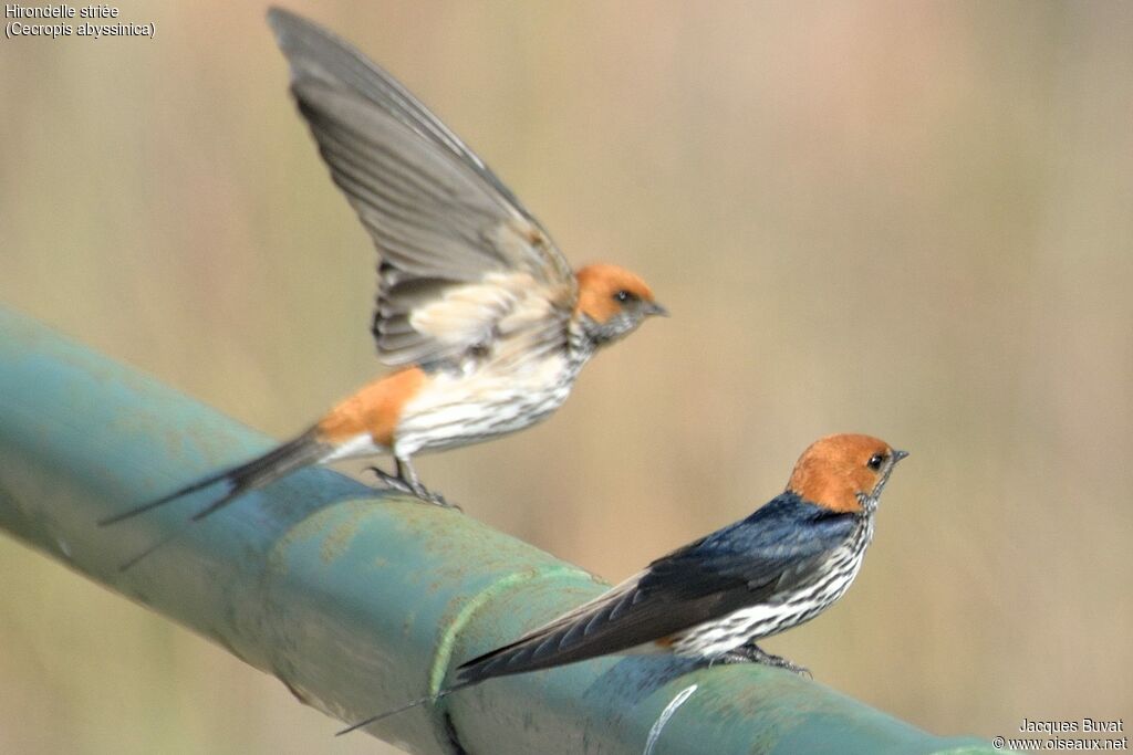 Hirondelle striéeadulte