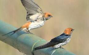 Lesser Striped Swallow