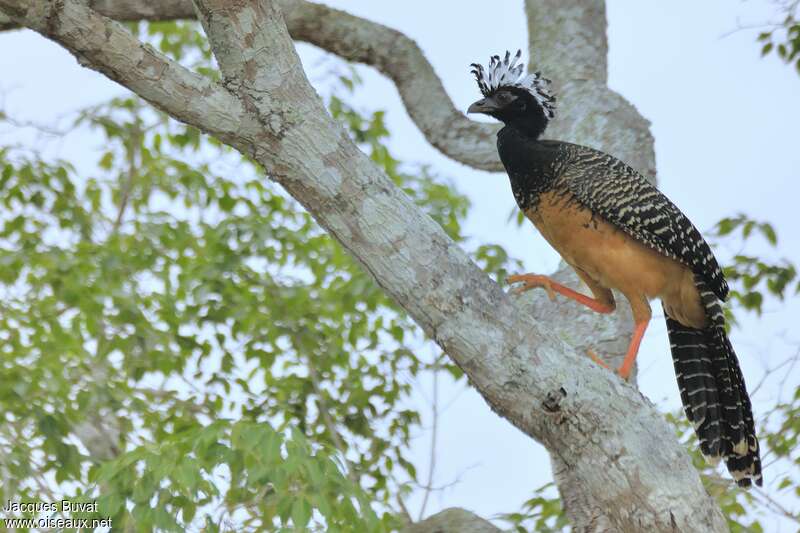 Bare-faced Curassow female adult, identification