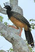 Bare-faced Curassow