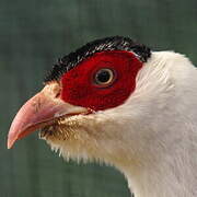 White Eared Pheasant