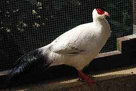 White Eared Pheasant