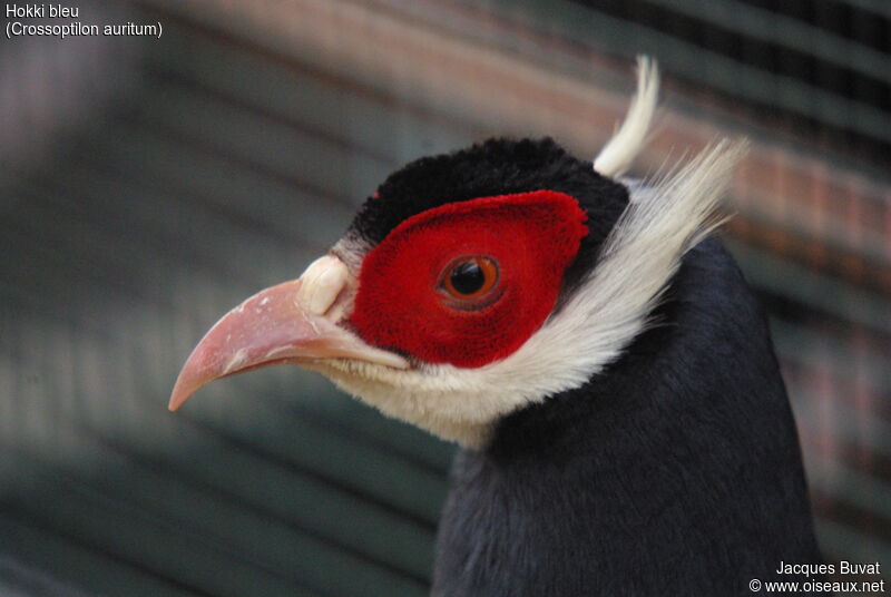 Blue Eared Pheasant male adult, close-up portrait, aspect, pigmentation