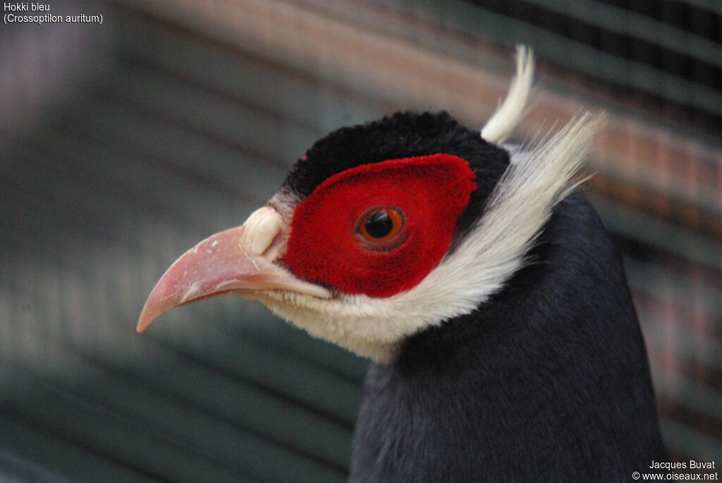 Blue Eared Pheasant male adult, close-up portrait, aspect, pigmentation