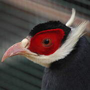 Blue Eared Pheasant