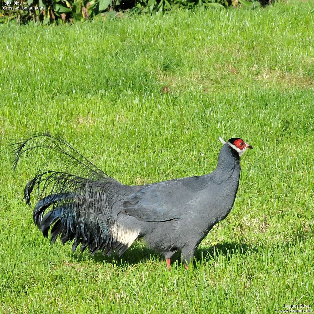 Blue Eared Pheasant