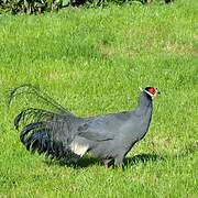 Blue Eared Pheasant