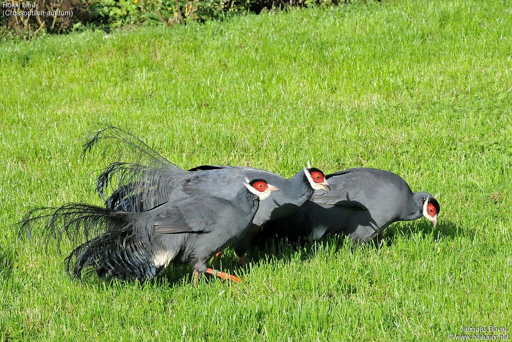 Blue Eared Pheasant