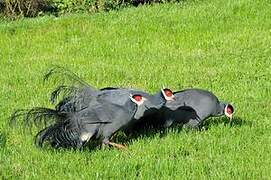 Blue Eared Pheasant