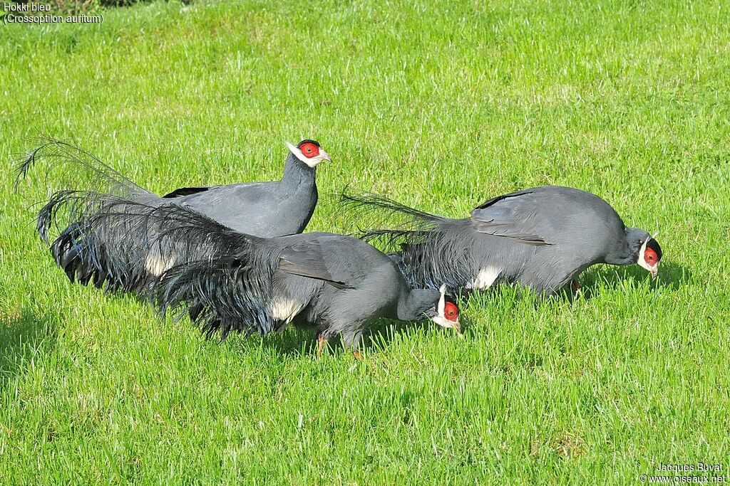 Blue Eared Pheasantjuvenile, aspect, pigmentation, walking, eats