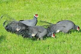 Blue Eared Pheasant