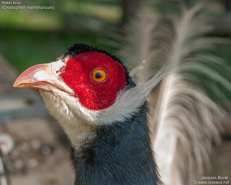 Brown Eared Pheasant male adult breeding, close-up portrait, aspect, pigmentation