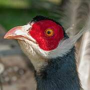 Brown Eared Pheasant