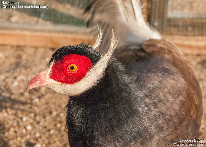 Brown Eared Pheasant female adult, close-up portrait