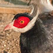 Brown Eared Pheasant