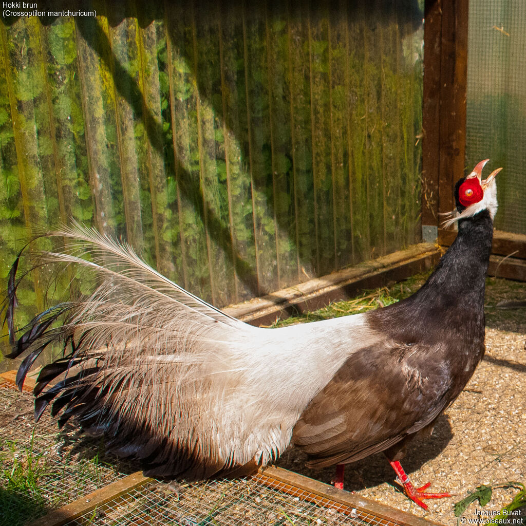 Brown Eared Pheasant male adult breeding, identification, aspect, pigmentation, courting display, song