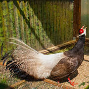 Brown Eared Pheasant