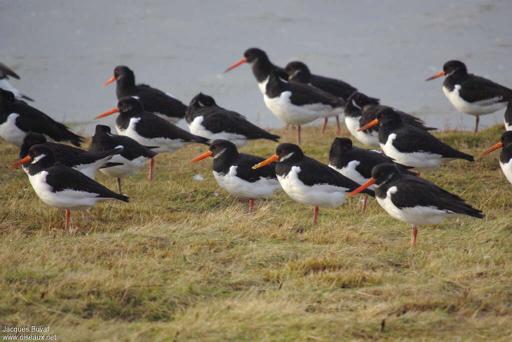 Eurasian Oystercatcher, Behaviour