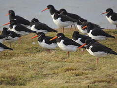 Eurasian Oystercatcher