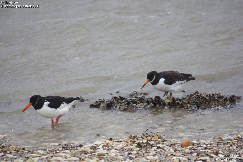 Eurasian Oystercatcher