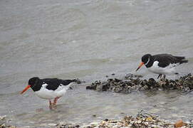 Eurasian Oystercatcher