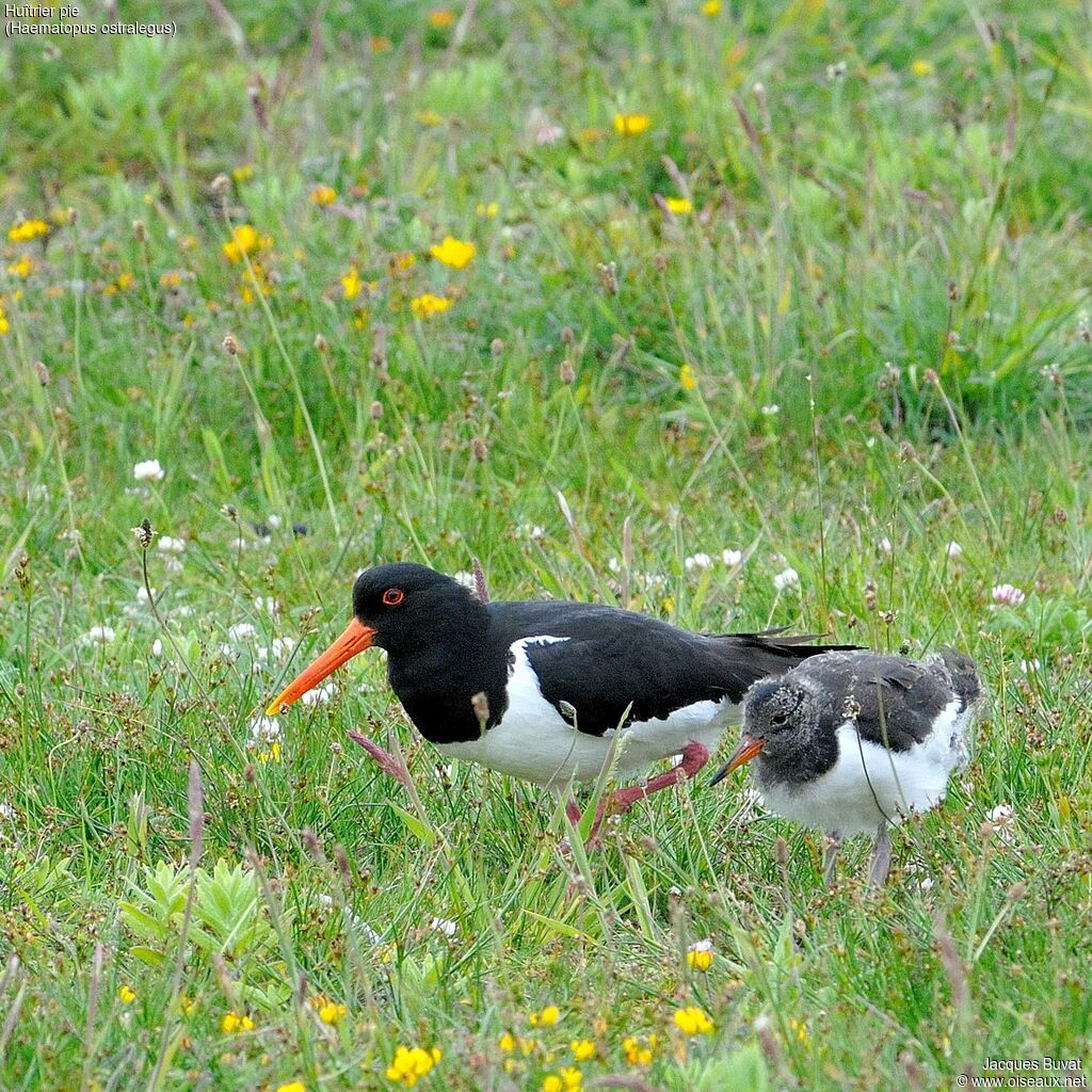 Eurasian Oystercatcher, close-up portrait