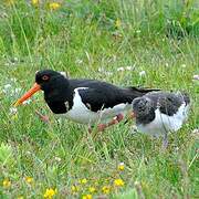 Eurasian Oystercatcher