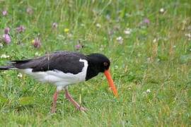 Eurasian Oystercatcher