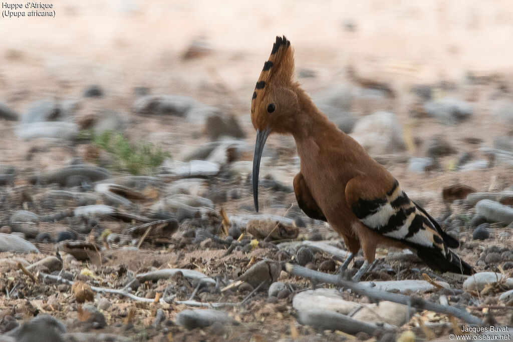 Huppe d'Afriqueadulte, identification, portrait, habitat, composition, pigmentation