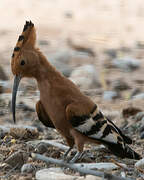 African Hoopoe