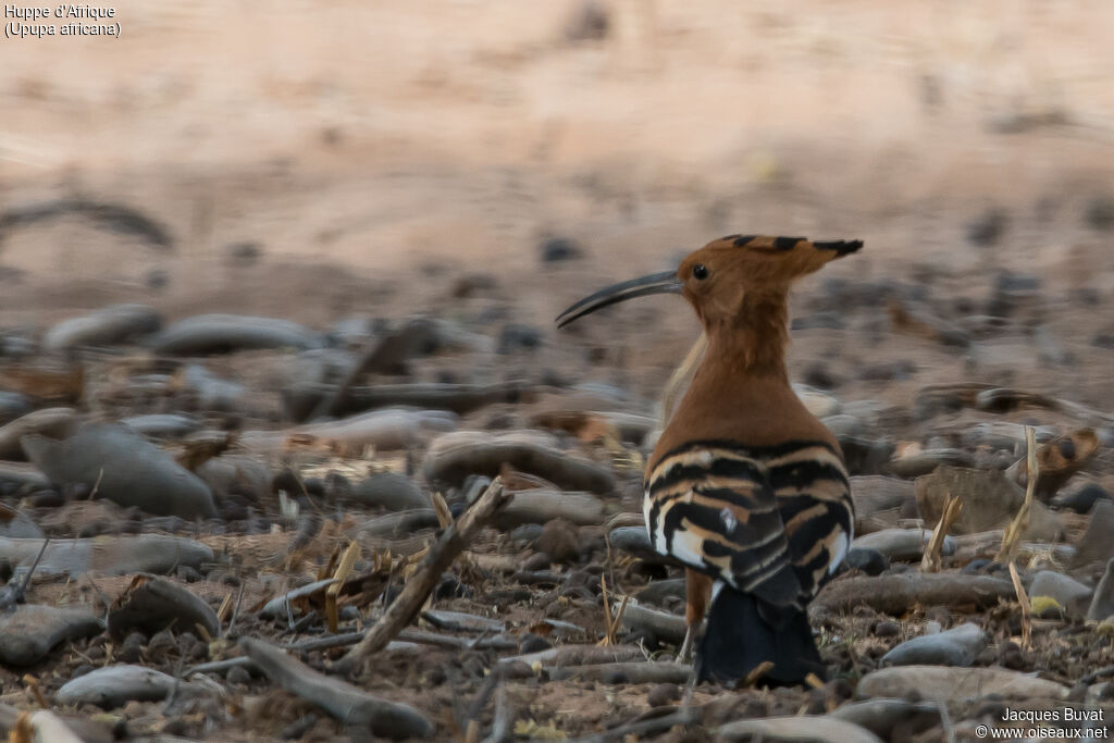 Huppe d'Afriqueadulte, identification, habitat, composition, pigmentation