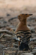 African Hoopoe