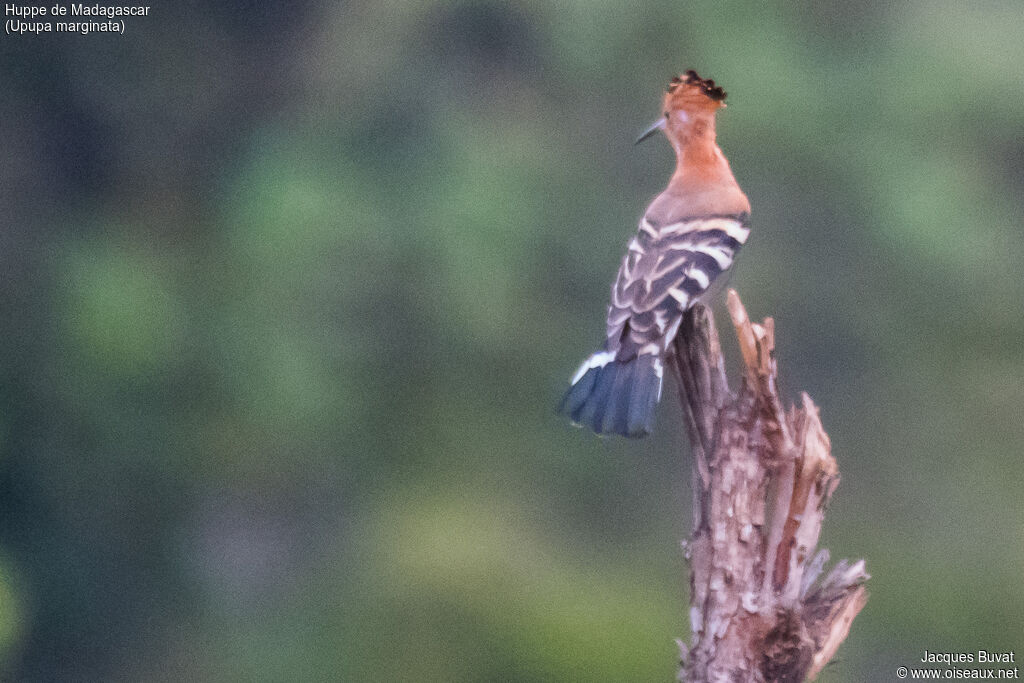 Madagascan Hoopoeadult, identification