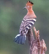 Madagascar Hoopoe