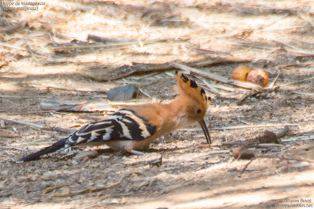 Huppe de Madagascaradulte