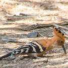 Huppe de Madagascar