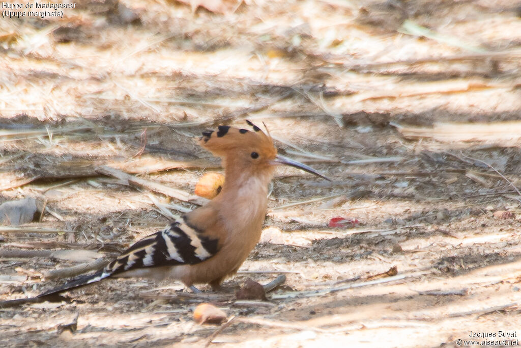 Huppe de Madagascaradulte