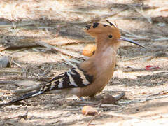 Madagascar Hoopoe